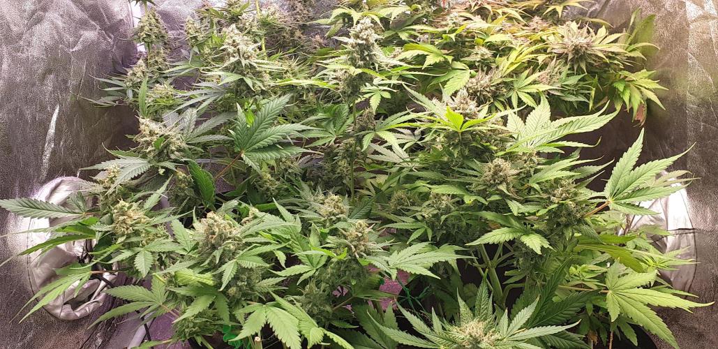 +speed auto. Week 11
