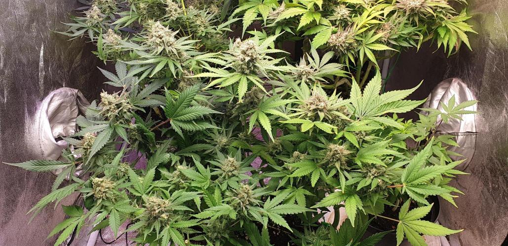+speed auto. Week 11
