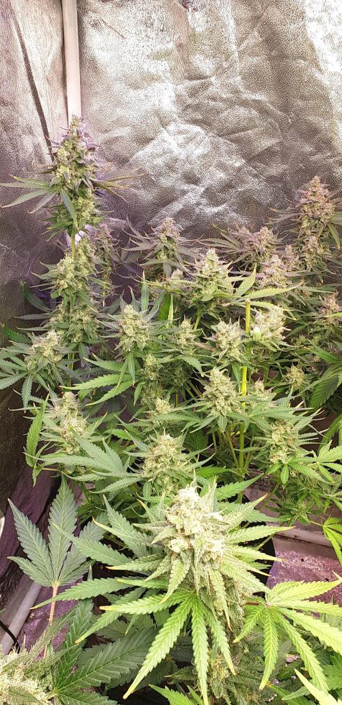 +speed auto. Week 11