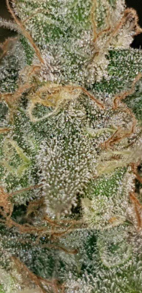 +speed auto. Week 11