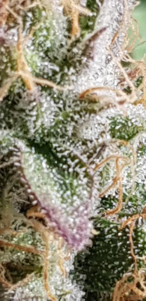 +speed auto. Week 11
