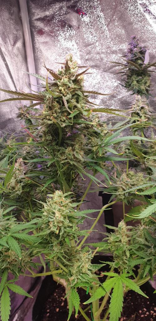 +speed auto. Week 11