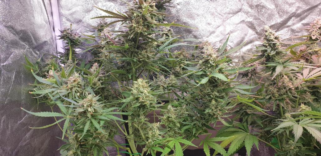 +speed auto. Week 11