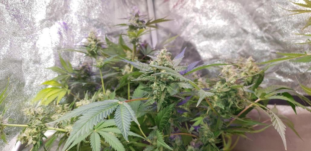 +speed auto. Week 11