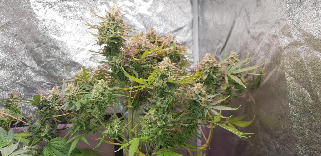 +speed auto. Week 11