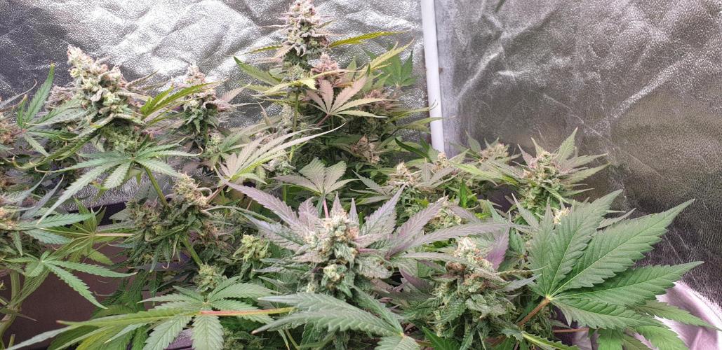 +speed auto. Week 11