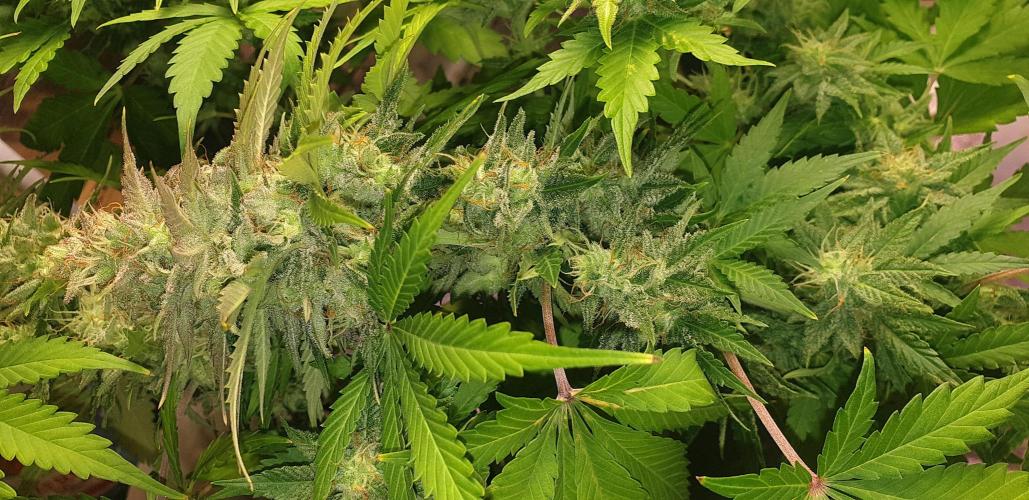 Seedman seeds northern lights auto. Week 10
