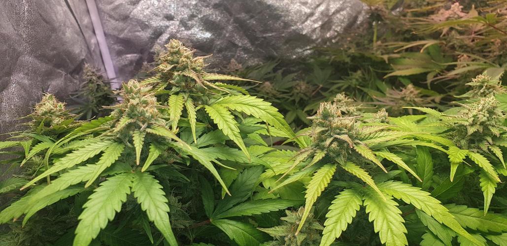 Seedman seeds northern lights auto. Week 10