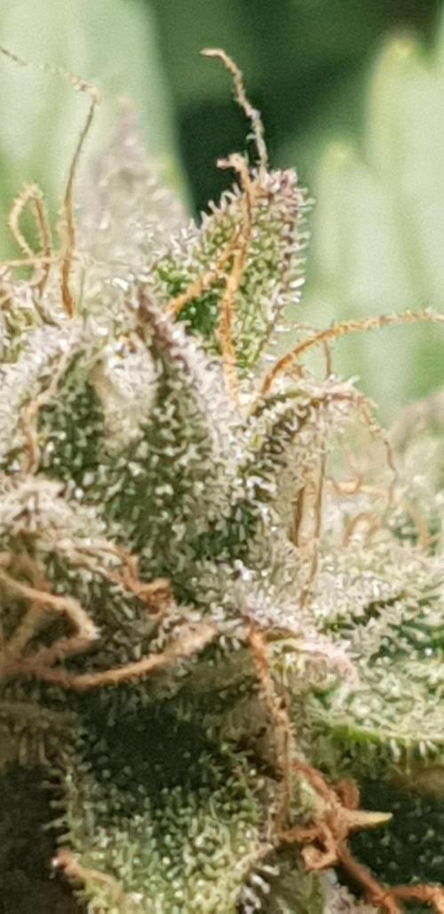 Seedman seeds northern lights auto. Week 10