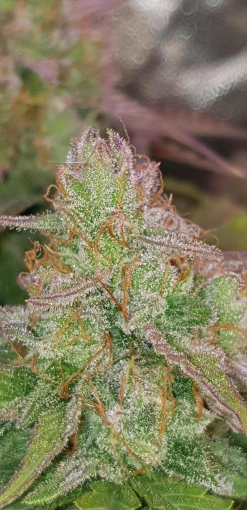 Seedman seeds northern lights auto. Week 10