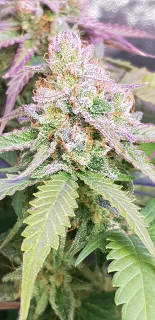 Seedman seeds northern lights auto. Week 10