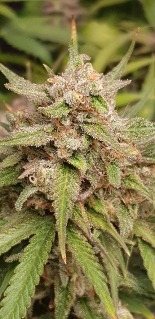 Seedman seeds northern lights auto. Week 10