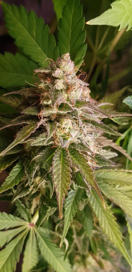 Seedman seeds northern lights auto. Week 10