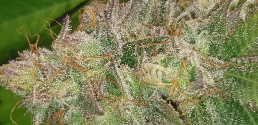 Seedman seeds northern lights auto. Week 10