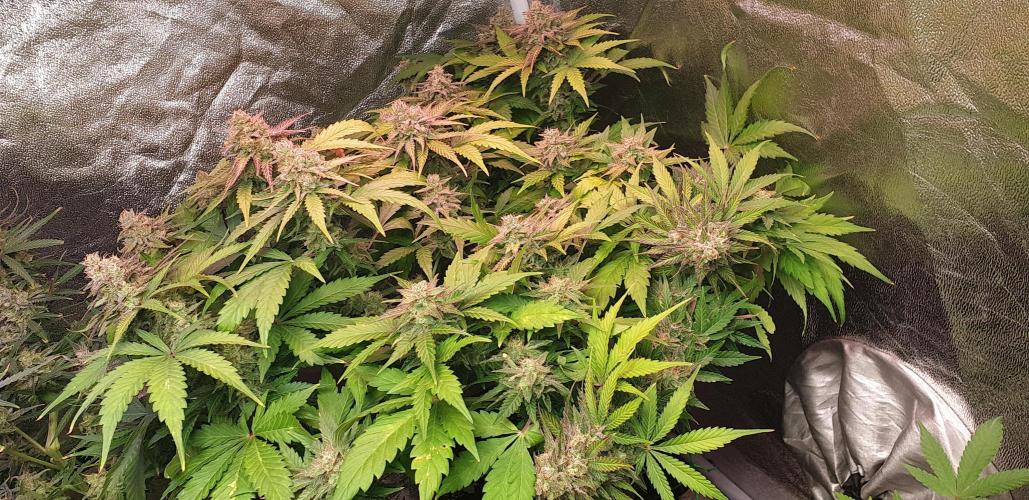 Seedman seeds northern lights auto. Week 10