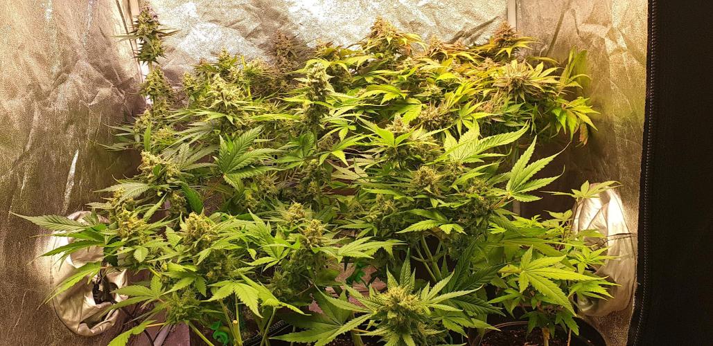 Seedman seeds northern lights auto. Week 10