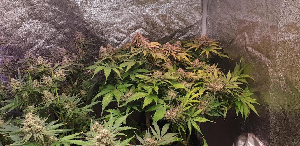 Seedman seeds northern lights auto. Week 10