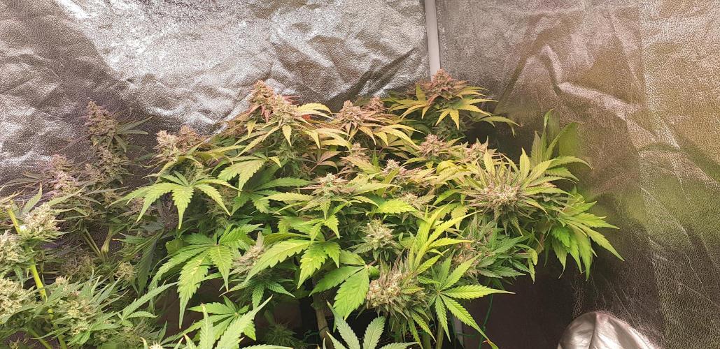 Seedman seeds northern lights auto. Week 10
