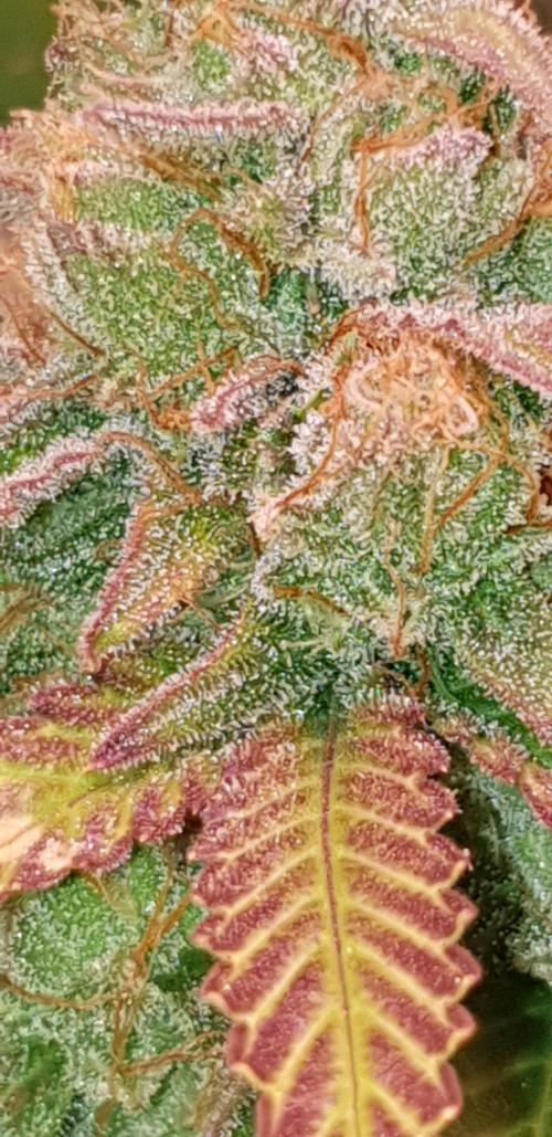 Seedman seeds northern lights auto. Week 10