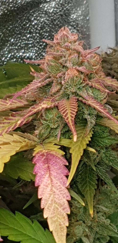 Seedman seeds northern lights auto. Week 10