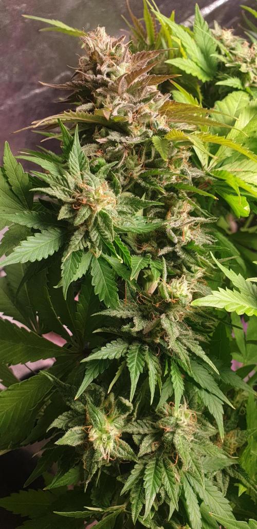 Seedman seeds northern lights auto. Week 10