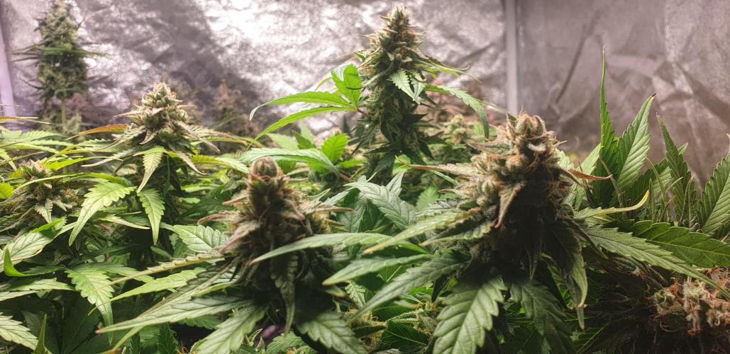 Seedman seeds northern lights auto. Week 10