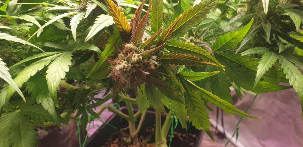 Seedman seeds northern lights auto. Week 10