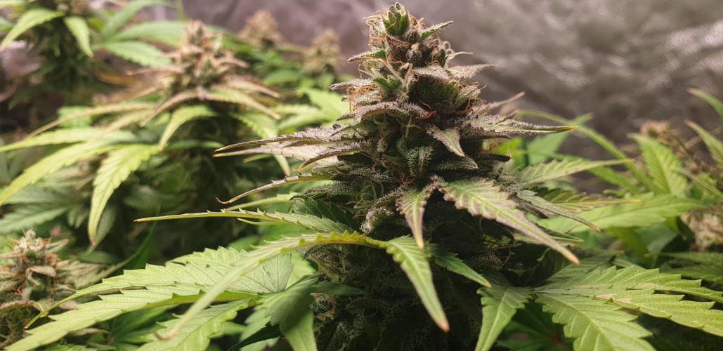 Seedman seeds northern lights auto. Week 10