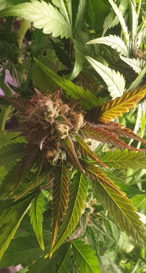 Seedman seeds northern lights auto. Week 10