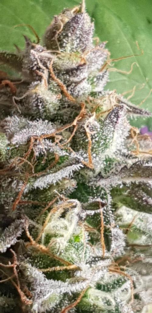 Seedman seeds northern lights auto. Week 10