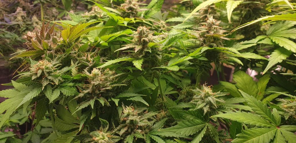 Seedman seeds northern lights auto. Week 10
