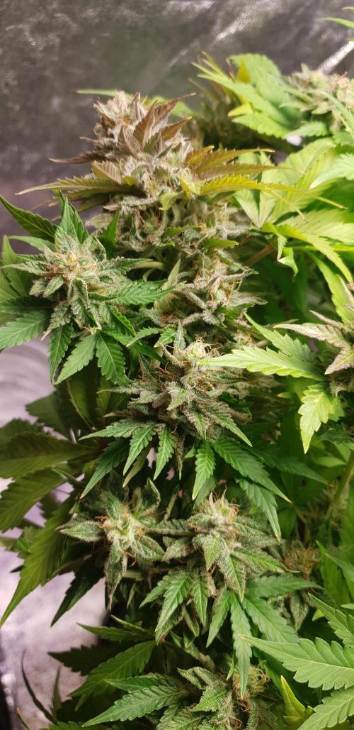 Seedman seeds northern lights auto. Week 10