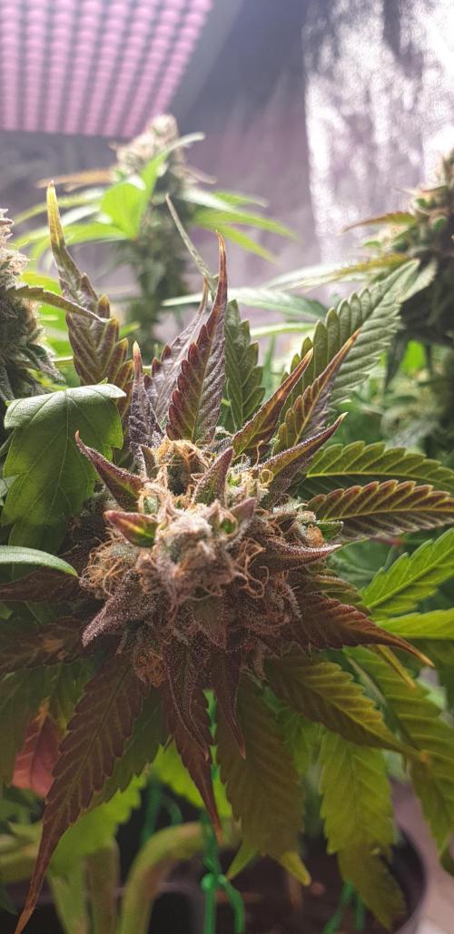 Seedman seeds northern lights auto. Week 10