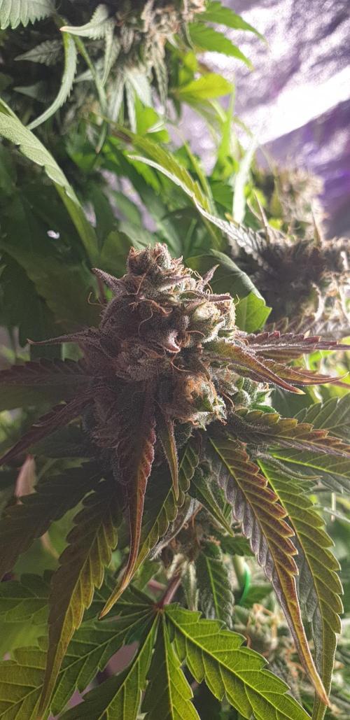 Seedman seeds northern lights auto. Week 10