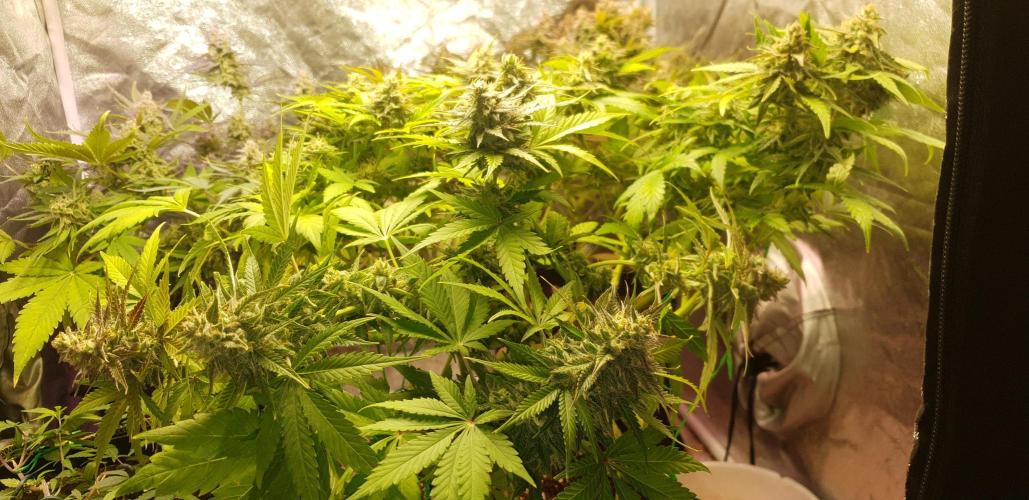 Seedman seeds northern lights auto. Week 10