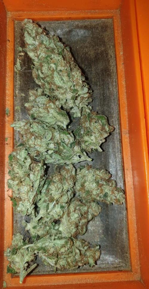 +speed auto. Week 12