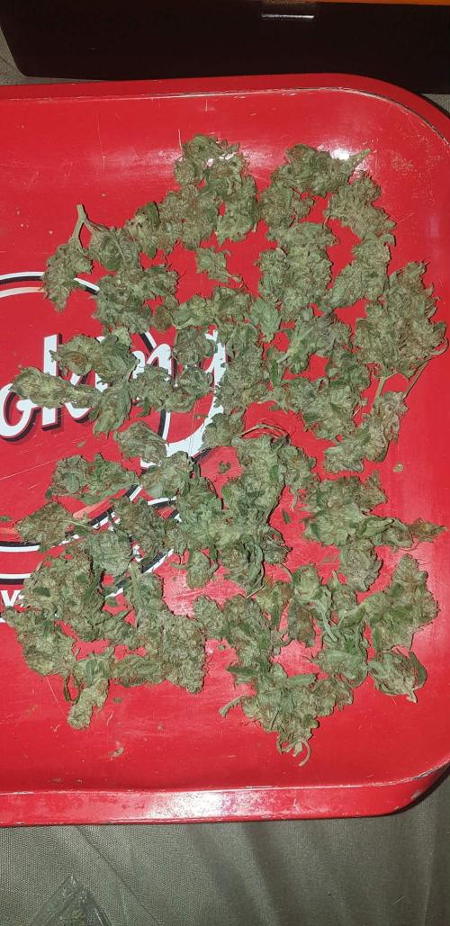 +speed auto. Week 12