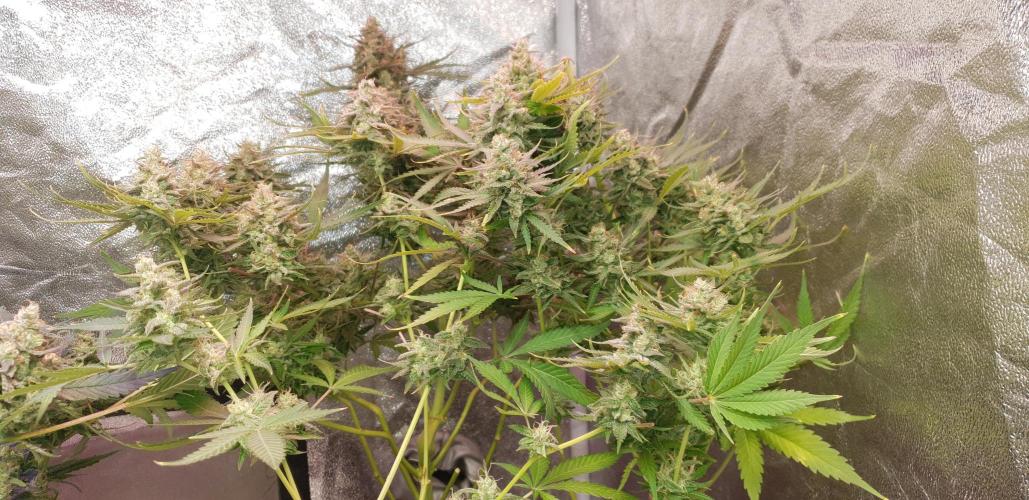 Seedman seeds northern lights auto. Week 11