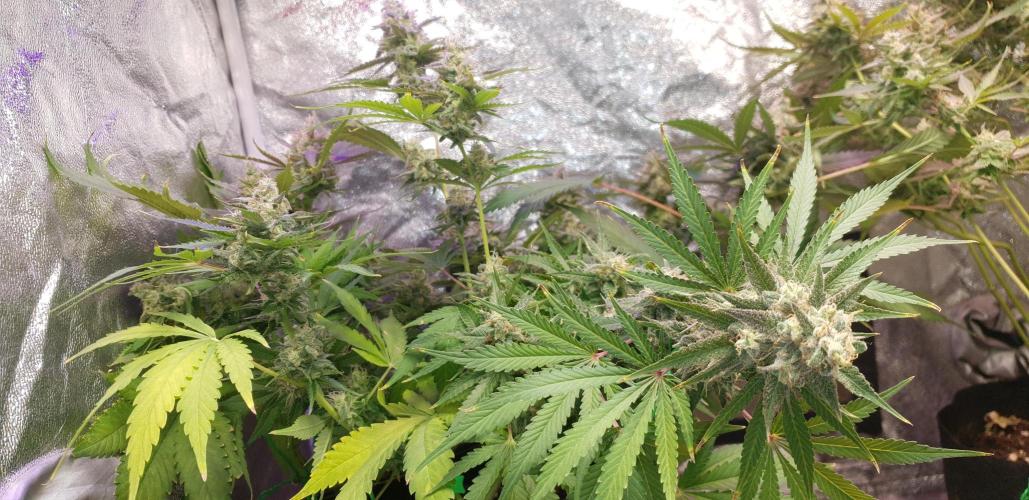Seedman seeds northern lights auto. Week 11