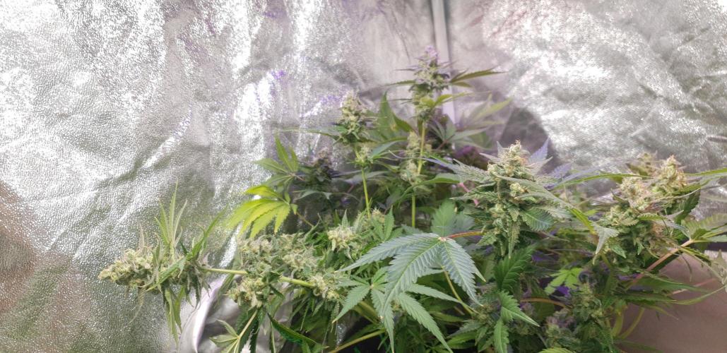Seedman seeds northern lights auto. Week 11