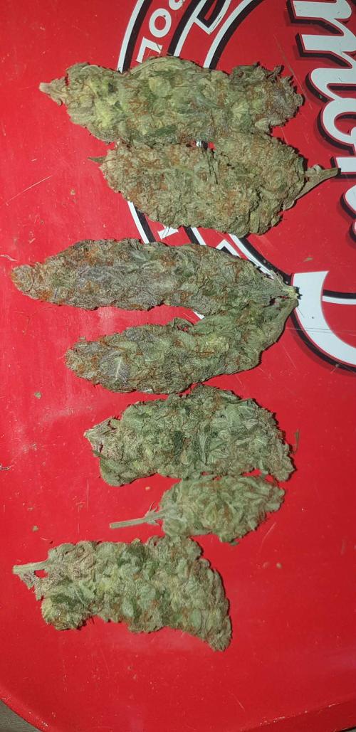 Seedman seeds northern lights auto. Week 11
