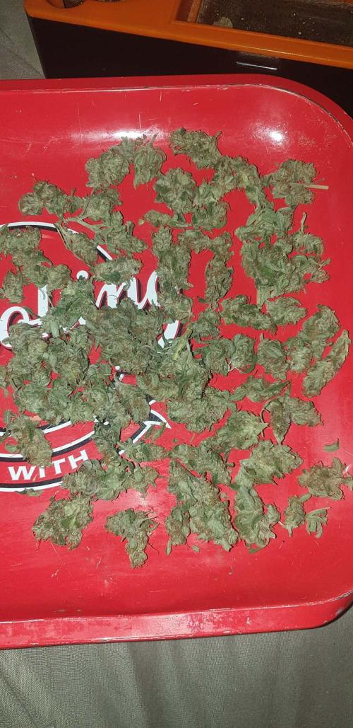 Seedman seeds northern lights auto. Week 11