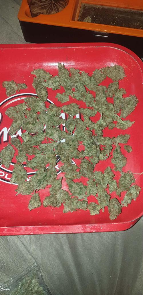 Seedman seeds northern lights auto. Week 11