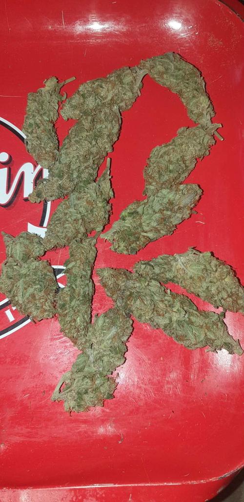 Seedman seeds northern lights auto. Week 11