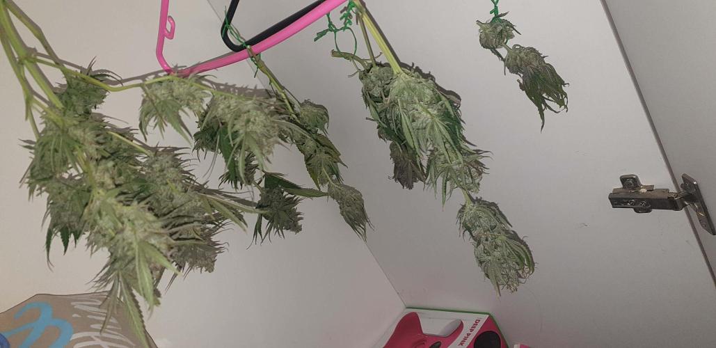 Seedman seeds northern lights auto. Week 11
