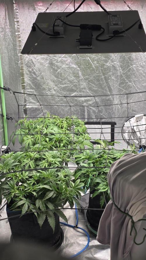 Strawberry Banana & GG4 X ZKITTLEZ. Week 7 - Beginning of week 7 of veg. Got some mosters on the way.