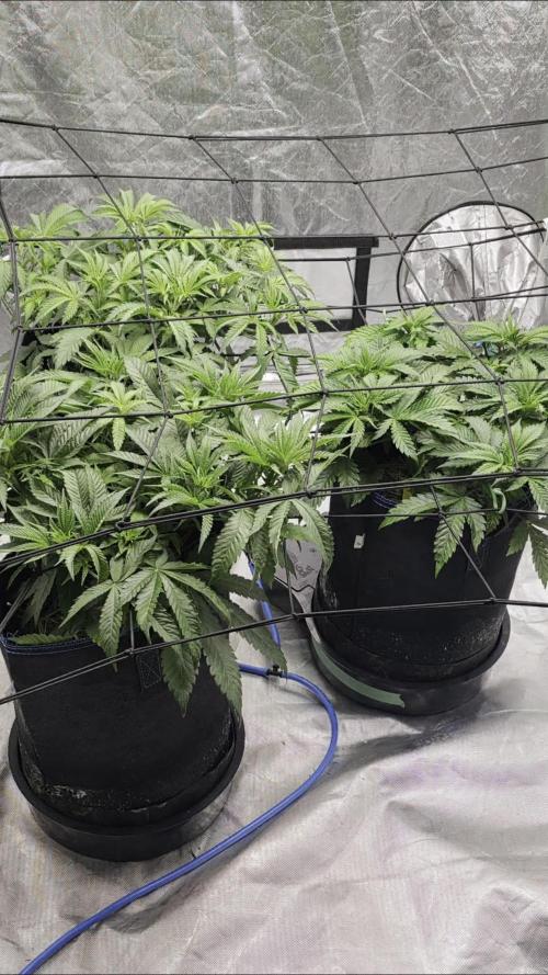 Strawberry Banana & GG4 X ZKITTLEZ