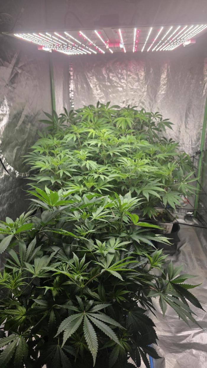 Strawberry Banana & GG4 X ZKITTLEZ. Week 10