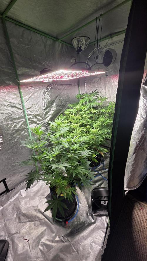 Strawberry Banana & GG4 X ZKITTLEZ. Week 11