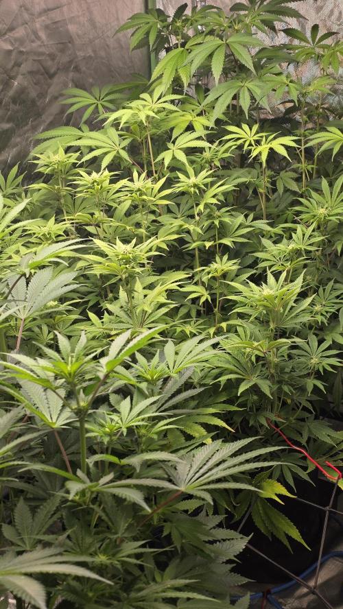 Strawberry Banana & GG4 X ZKITTLEZ. Week 11